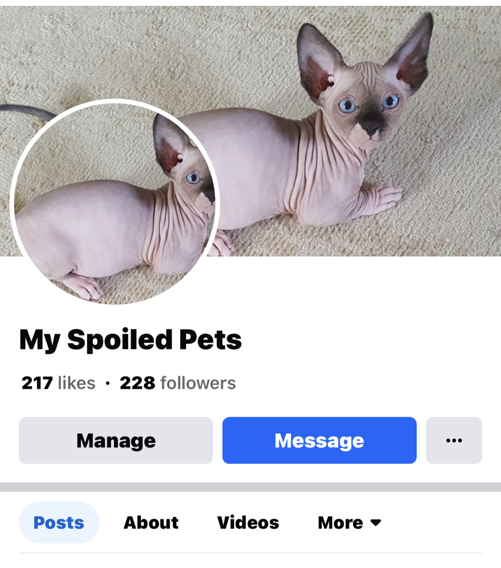 My Spoiled Sphynx Facebook Page